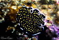 Gold Spotted Polyclad Flatworm/Photographed with a Canon 60 mm macro lens at Alor Indonesia. Gold Spotted Polyclad Flatworm/Photographed with a Canon 60 mm macro lens at Alor Indonesia.