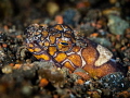 DT s
Napoleon Snake eel Ophichthus bonaparti
Bali Indonesia DT s
Napoleon Snake eel Ophichthus bonaparti
Bali Indonesia