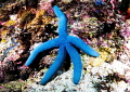 Blue Sea Star/Photographed with a Canon 60 mm macro lens at Alor Indonesia. Blue Sea Star/Photographed with a Canon 60 mm macro lens at Alor Indonesia.