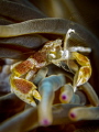 You gotta Frond in me
Anemone Porcelain Crab Neopetrolisthes maculatus
Bali Indonesia You gotta Frond in me
Anemone Porcelain Crab Neopetrolisthes maculatus
Bali Indonesia