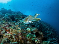 Blue Day
Reef Cuttlefish Sepia latimanus
Bali Indonesia Blue Day
Reef Cuttlefish Sepia latimanus
Bali Indonesia