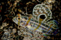 Goby after postprocessing with Fractal filter. Goby after postprocessing with Fractal filter.