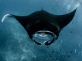 Planktonfest ... nom nom nom
Manta Ray Mobula alfredi
Manta Point Bali Indonisia Planktonfest ... nom nom nom
Manta Ray Mobula alfredi
Manta Point Bali Indonisia