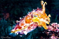 Broadclub cuttlefish/Photographed with a Canon 60 mm macro lens at Alor Indonesia. Broadclub cuttlefish/Photographed with a Canon 60 mm macro lens at Alor Indonesia.