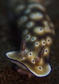 Risbecia tryoni Risbecia tryoni
