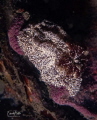 Bruine plooislak gonidoris castanea Bruine plooislak gonidoris castanea