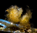 Hairy Shrimp Hairy Shrimp