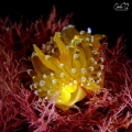 antiopella cristata antiopella cristata