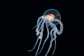 Wonderpus Octopus Wonderpus Octopus