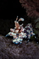Harlequin shrimp Hymenocera picta Harlequin shrimp Hymenocera picta