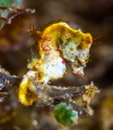 Tiny Grumpy Seahorse Tiny Grumpy Seahorse