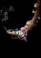 Coral shrimp Pontonides ankeri Coral shrimp Pontonides ankeri