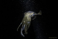 reef squid
teammax house reef nightdive