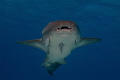 Nurse shark swimming towards the camera Nurse shark swimming towards the camera