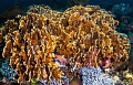 Coral Formation/Photographed with a Tokina 10 17 mm fisheye lens at Alor Indonesia. Coral Formation/Photographed with a Tokina 10 17 mm fisheye lens at Alor Indonesia.