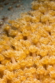 soft coral Debbie s Beach Nha Trang Vietnam soft coral Debbie s Beach Nha Trang Vietnam