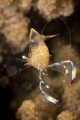 Anemone shrimp macro lens 60 mm t/200 f/20 ISO 100 Anemone shrimp macro lens 60 mm t/200 f/20 ISO 100