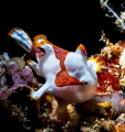Tiny Frogfish Tiny Frogfish
