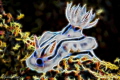 Fractal image of Chromodoris willani/Photographed with a Canon 60 mm macro lens at Anilao Philippines. Fractal image of Chromodoris willani/Photographed with a Canon 60 mm macro lens at Anilao Philippines.