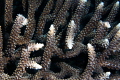 Coral Tips/Photographed with a Canon 60 mm macro lens at Alor Indonesia. Coral Tips/Photographed with a Canon 60 mm macro lens at Alor Indonesia.