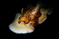 Imperial shrimp on the Chromodoris coi. Imperial shrimp on the Chromodoris coi.