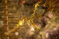 Ghost pipe fish Ghost pipe fish