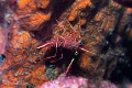 Dancing Shrimp/Photographed with a Canon 60 mm macro lens at Alor Indonesia. Dancing Shrimp/Photographed with a Canon 60 mm macro lens at Alor Indonesia.