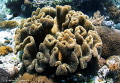 Coral Formation/Photographed with a Tokina 10 17 mm fisheye lens at Alor Indonesia. Coral Formation/Photographed with a Tokina 10 17 mm fisheye lens at Alor Indonesia.