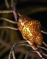 This is the Flamingo Tongue sea-snail.