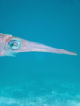 Close up of a Caribbean reef squid