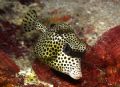 Are you looking at me? Spotted trunkfish - Utila, Bay Islands