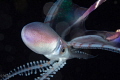 Female blanket octopus. Female blanket octopus.