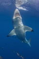 White shark in vertical Isla Guadalupe Mexico White shark in vertical Isla Guadalupe Mexico