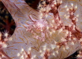Porcelain crab
Lembeh strait
Nikon D800E 105 macro Nikon Porcelain crab
Lembeh strait
Nikon D800E 105 macro Nikon