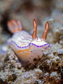 Wild Thing
Nudibranch Hypselodoris sp.
Samran Thailand Wild Thing
Nudibranch Hypselodoris sp.
Samran Thailand