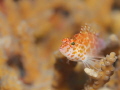 Little hawksfish Little hawksfish