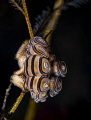 Donut nudi Donut nudi