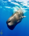 Sperm whale dropping to between 4 600m to feed on squid. taken under permit Sperm whale dropping to between 4 600m to feed on squid. taken under permit