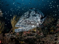 XL
Malabar Grouper Epinephelus malabaricus
Sail Rock Thailand XL
Malabar Grouper Epinephelus malabaricus
Sail Rock Thailand