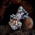 Harlequin shrimp Harlequin shrimp