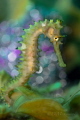 Seahorse Hippocampus histrix
Seahorse Hippocampus histrix