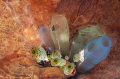 Tunicates Tunicates