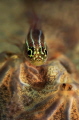 Goby Goby