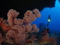 soft coral soft coral