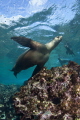 Sea Lion playing with Us Bahia Magdalena Mexico Sea Lion playing with Us Bahia Magdalena Mexico