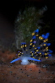 Nudibranch Stiliger sp. Nudibranch Stiliger sp.