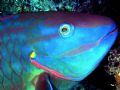 This must the be the fish they used for the Rainbow fish book! Stoplight Parrot Fish - Utila, Bay Islands