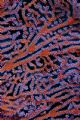 Detail of Gorgonian Coral