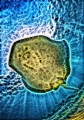 Southern stingray Stingray city Southern stingray Stingray city