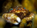 Ol Bule Eyes
Furry Coral Crab Cymo melanodactylus
Sail Rock Thailand Ol Bule Eyes
Furry Coral Crab Cymo melanodactylus
Sail Rock Thailand